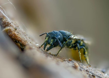 Common hole bee, common hole bee, hymenoptera truncorum, hymenoptera, hole bee, ridge-saddled