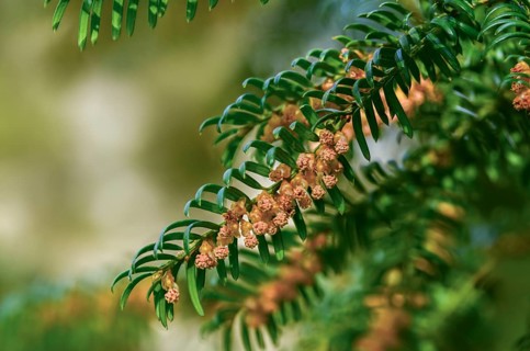 Yew, yew family, European yew, taxaceae, taxus baccata, blossom, flower, flora, male flowers,