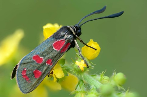Carniolane burnet, eastern burnet moth, esparset ram, Carniola ram, zygaena carniolica, blood