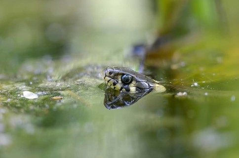 Grass snake, Natrix Natrix, grass snake, in water, reptilia, reptiles, ringed snake, snakes,