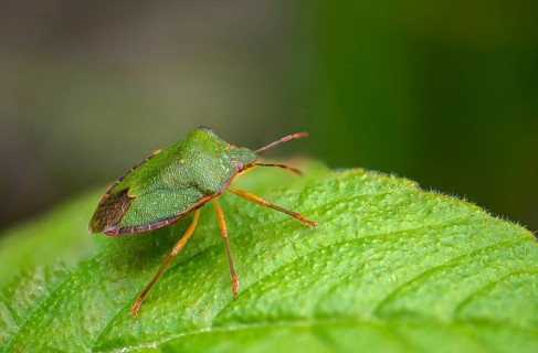 Common stink bug, common greenling, green pentatomide bug, green stink bug, heteroptera, palomena