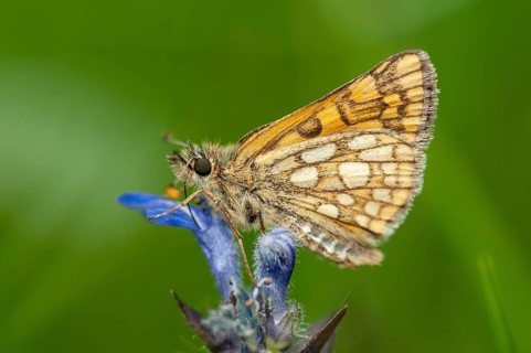 Colorful bighead, carterocephalus palaemon, chequered skipper, yellow cube thighead, butterfly,