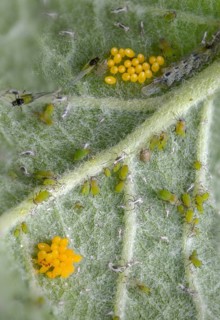 Coccinella septempunctata, seven-point, seven-spotted ladybird, beetle, aphid, coleoptera, eggs,