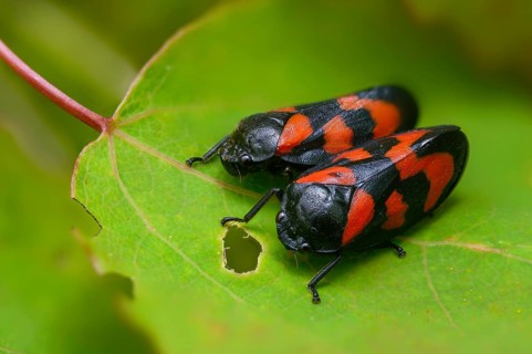 Blood cicada, cercopis vulnerata, cicadomorpha, common blood cicada, hemiptera, red-and-black