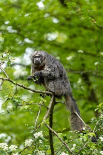 A monkey poses relaxed on a branch in the green forest, adult Saki monkey by Isabel's monk,