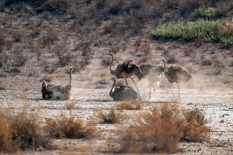 Dust bath, common ostrich (Struthio camelus), Kgalagadi Transfrontier National Park, Northern Cape,