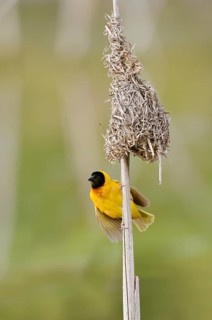 Black-headed weaver (Ploceus melanocephalus, Loxia melanocephala), mating male at the nest,