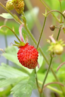 Wild strawberry (Fragaria vesca), ripe fruit, Wilnsdorf, North Rhine-Westphalia, Germany