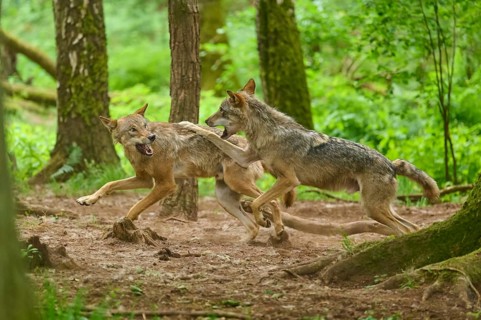 Wolves in the countryside, one retreats whilst the other attacks, summer, wolf (Canis lupus),