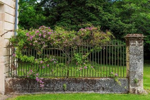 Decorative historic rose-covered garden wall in southern France