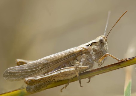Acrididae, brown grasshopper, caelifera, chorthippus brunneus, field locusts, gomphocerinae,