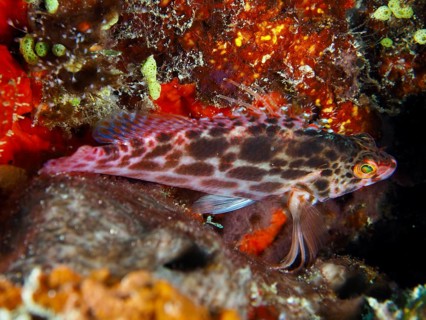 A brightly coloured tufted wrasse, the coral hawkfish (Cirrhitichthys oxycephalus), amongst vivid