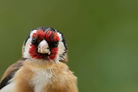 European goldfinch (Carduelis carduelis) adult bird head portrait, England, United Kingdom