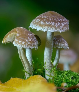 Cluster crumblecap, psathyrella hydrophila, psathyrella piluliformis, white-stemmed stick sponge,