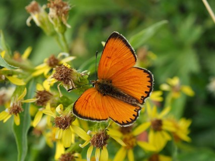 An orange butterfly, the Duke of Burgundy (Lycaena virgaureae), is perched on yellow flowers in