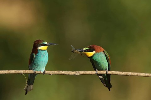 Two bee-eaters on a branch, one holding an insect in its beak, set against a green background,