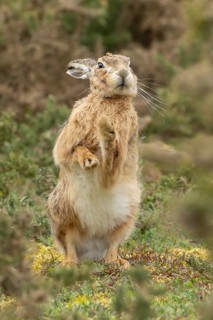 European brown hare (Lepus europaeus) adult animal stretching in grassland, England, United Kingdom