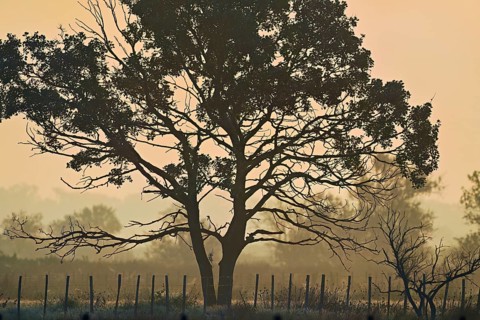 Tree in the light of dawn, Camargue, southern France, France