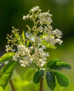 Black elder, Caprifoliaceae, common elder, elder bush, elderberry, European black elderberry,