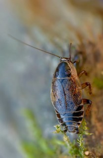 Dark woodcockroach, real woodcockroach, ectobius sylvestris, common woodcockroach, female, forest