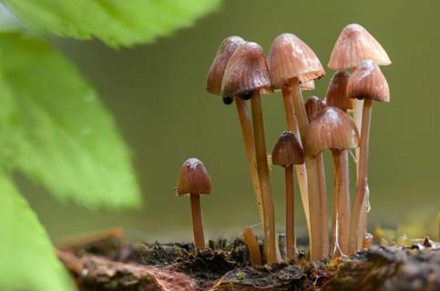 Agaricus purpureofuscus, purple-edged helmet, mycena purpureofusca, prunulus purpureofuscus,