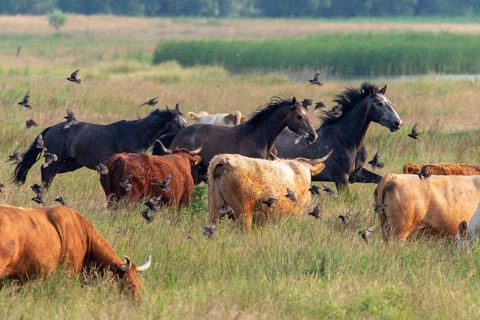 Artiodactyla, Bos Primigenius Taurus, Cattle, Equus Caballus, Even-Toed Ungulate, Germany, Großer