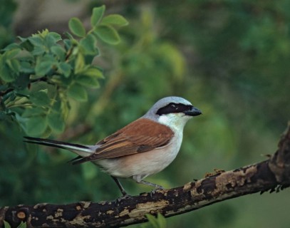 Lanius Collurio, red-backed shrike, redback shrike, birds, male, passeri, songbirds, songbirds,