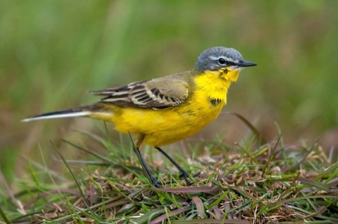 Motacilla flava, sheeptail, western yellow wagtail, yellow wagtail, birds, plumage care, male,