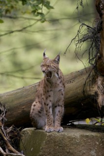 A lynx is sitting on a tree trunk in the forest, looking relaxed with its mouth closed, Eurasian