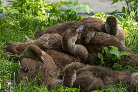 Sleeping young ducks (Anatidae), Nuremberg Zoo, Middle Franconia, Bavaria, Germany