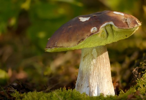 Boletus Aereus, Bronze Bolete, Black-Hideed Porcini Mushroom, Bronze Bolete, Dark Cep, Fungi,