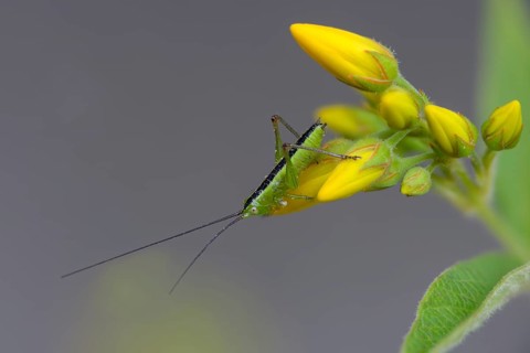 Acrididae, Caelifera, Conocephalus discolor, Conocephalus fuscus, field locusts, gomphocerinae,