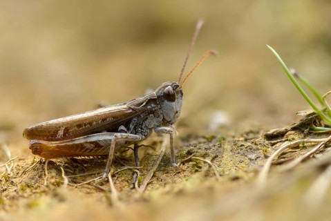 Acrididae, caelifera, field locusts, gomphocerinae, grasshoppers, short-feeler, nightingale