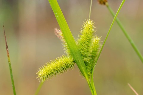 Carex pseudocyperus, cyperaceae, sour grass, false cypress sedge, cyperus sedge, flora, hop sedge,