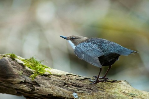 Cinclus cinclus, dippers, dippers, courtship behavior, birds, courtship display, female, passeri,