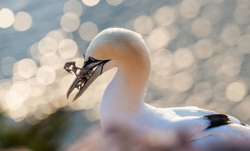 A young northern gannet (Morus bassanus, syn. Sula bassana) perched on red rocks with nesting