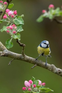 Blue tit, fruit tree blossoms, Parus caeruleus, birds, spring, high size, portrait format, tits,