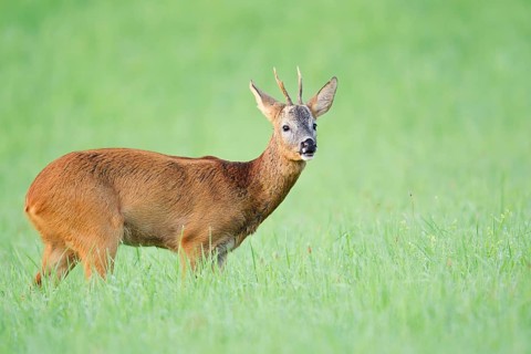 European roe deer (Capreolus capreolus), a roebuck standing in a meadow, North Rhine-Westphalia,