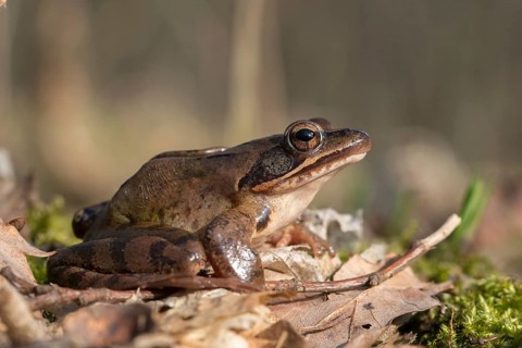 Agile frog, rana dalmatina, jumping frog, amphibians, amphibians, frog, frogs, amphibians