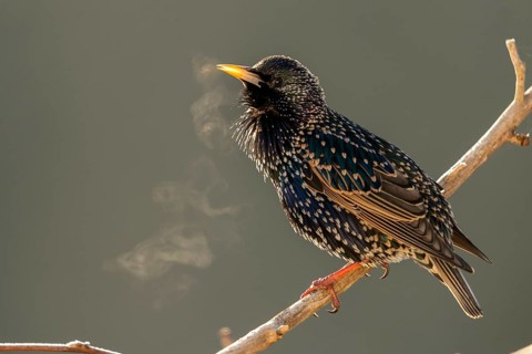 Star, Starling, Sturnus Vulgaris, Birds, Song, Passeri, Singing, Songbirds, Birds, Y12