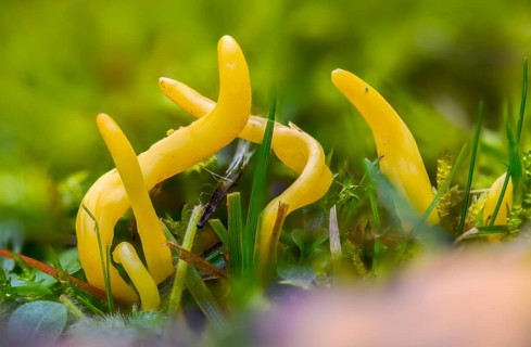 Clavaria inaequalis, clavulinopsis fusiformis, ramariopsis fusiformis, spindle-shaped meadowleg,