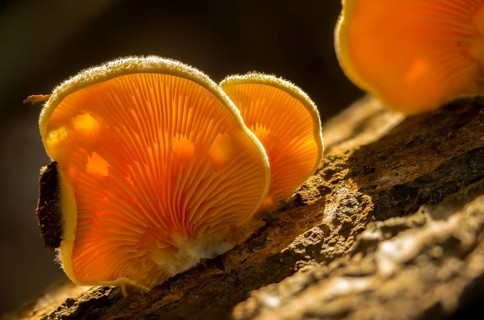 Claudopus nidulans, crepidotus jonquilla, orange sapling, panus nidulans, phyllotopsis nidulans,