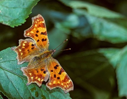 C-butterfly, comma butterfly, nymphalis c-album, polygonia c-album, butterfly, insects, butterfly,
