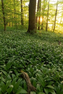 Sunlight through a tall oak (Quercus) in a spring forest with wild garlic (Allium ursinum) and sun