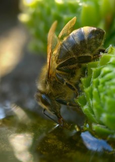 Apidae, Apis Mellifera, bees, European honey bee, hymenoptera, western honey bee, western honey