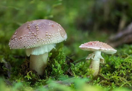 Amanita rubescens, meat mushroom, yellow-ringed pearl mushroom, golmoth, gargle stomach, pug, girl