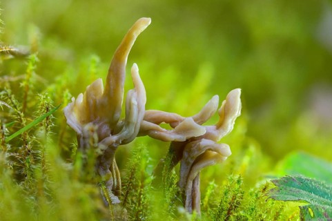Clavulina cinerea, gray pale coral, gray club mushroom, gray coral mushroom, coral, fungi, fungus,