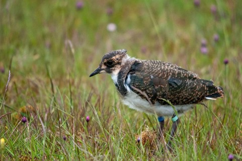 Lapwing, sweden, vanellus vanellus, birds, charadriiformes, adolescent, juvenile, limikolen,