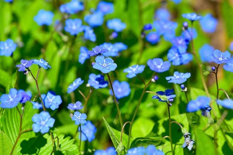 Spring omphalodes (Omphalodes verna), Bavaria, Germany