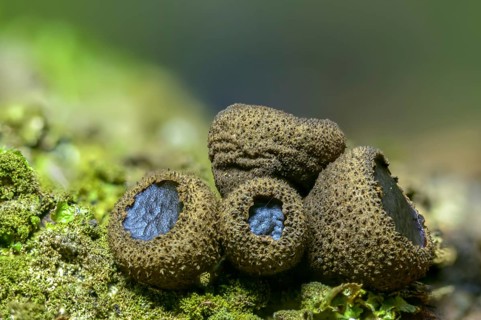 Black stud fungus, blood lava cup, Bulgaria inquinans, sequential decomposer, common dirt cup, lava